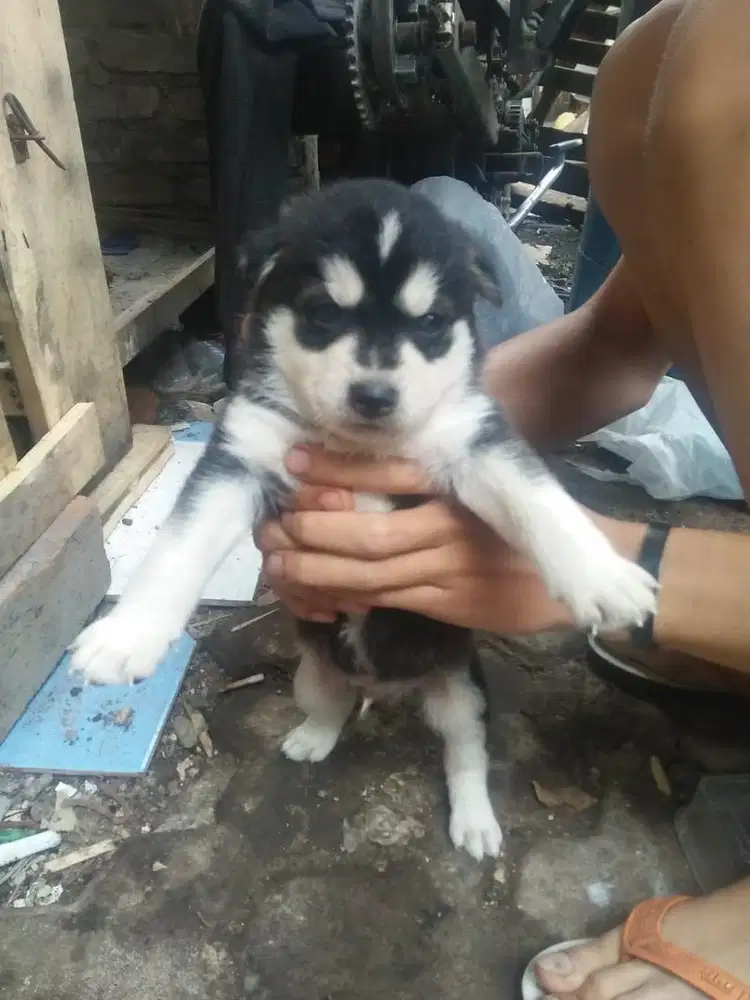 open buy ,siberian husky baby