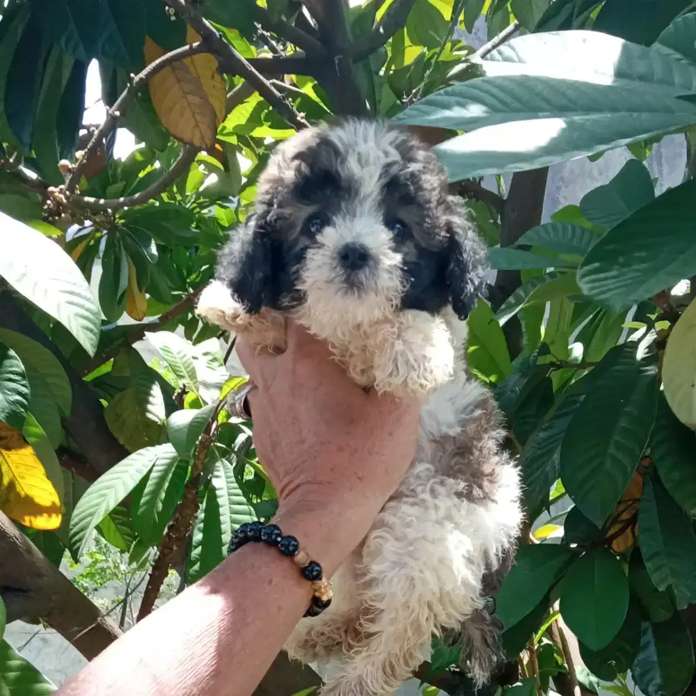 Toy poodle parti tricolor