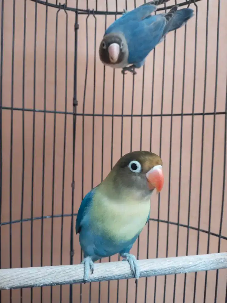 Sepasang love bird dewasa