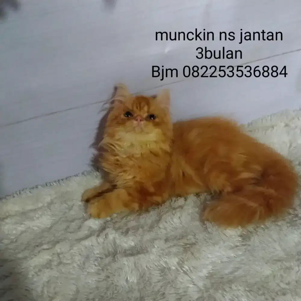 Kitten munckin bs jantan