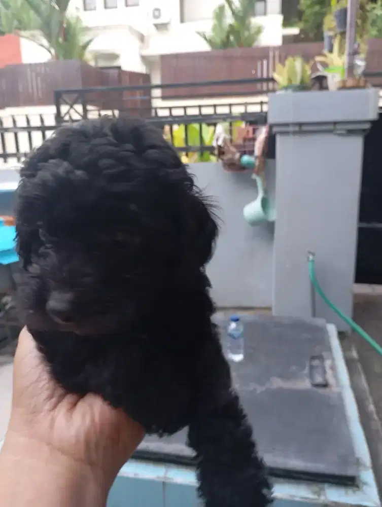 Dijual anjing poodle.