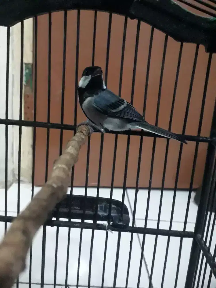 Burung gelatik Wingko jantan gelatik batu Gacor di bogor