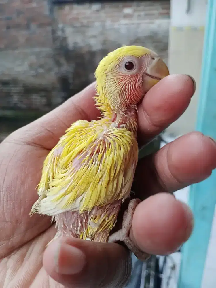 Lovebird nonklep  mata merah