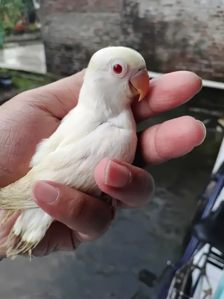 Lolohan lovebird Albino MM