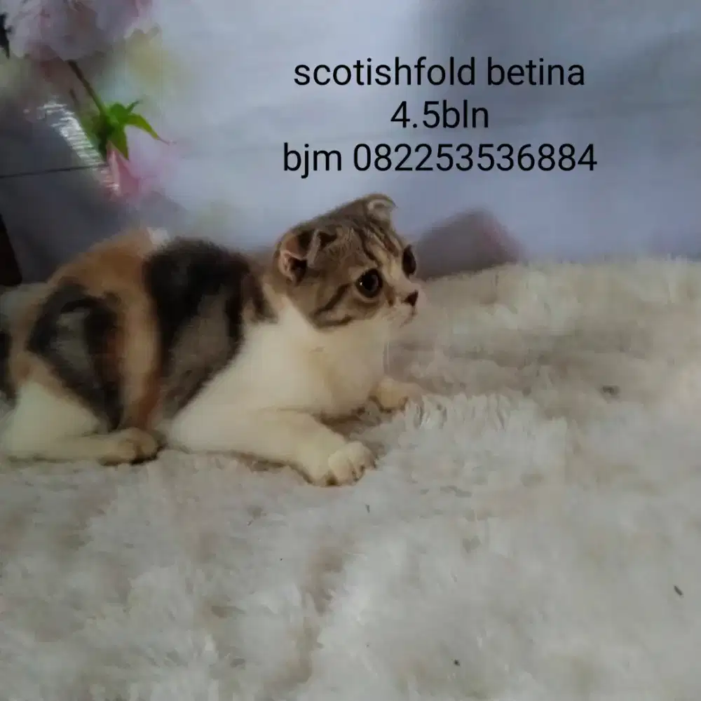 Kitten scotish fold betina