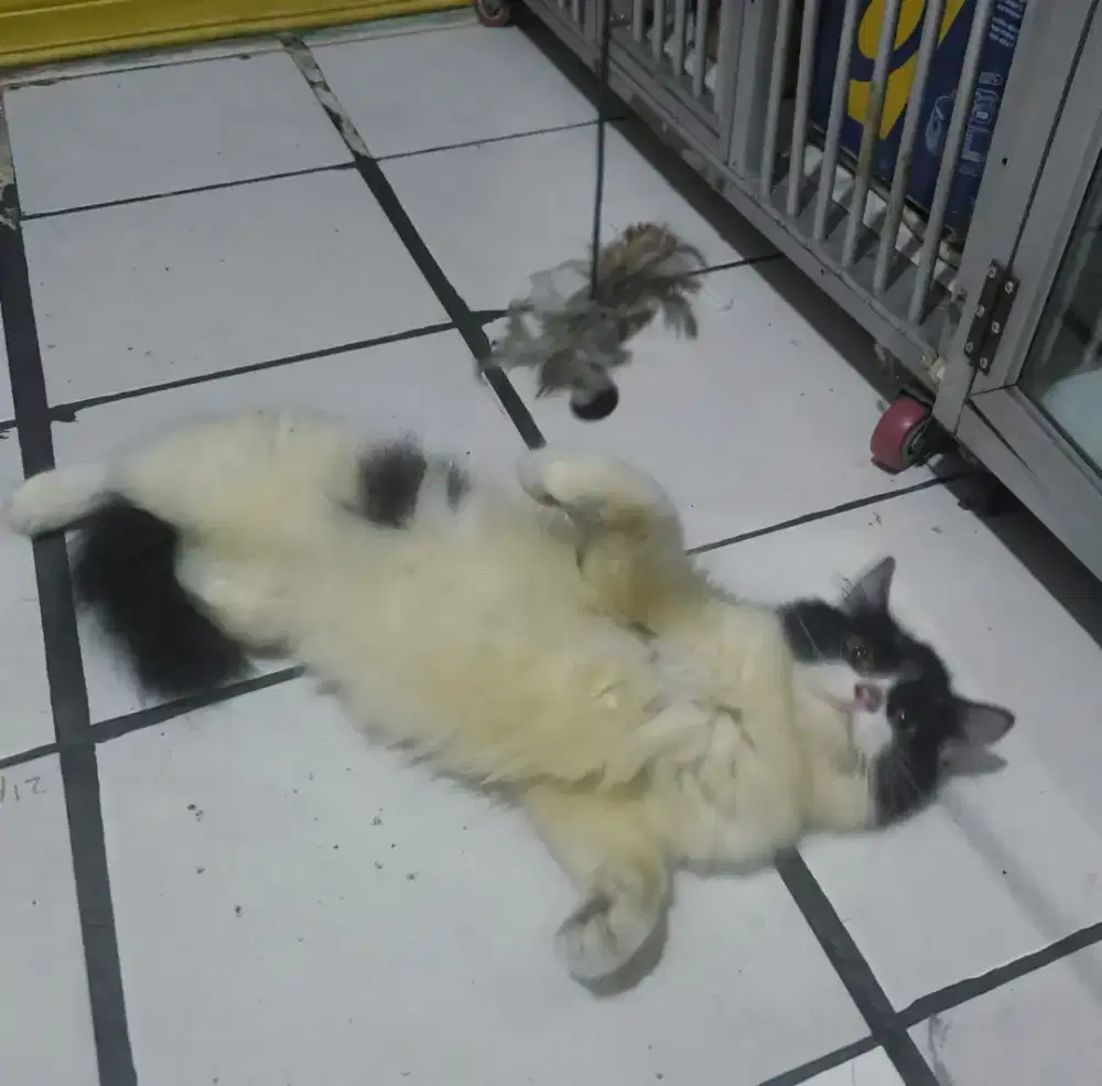 Kucing Persia betina
