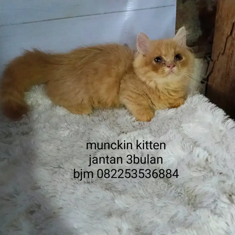 Kitten munckin jantan