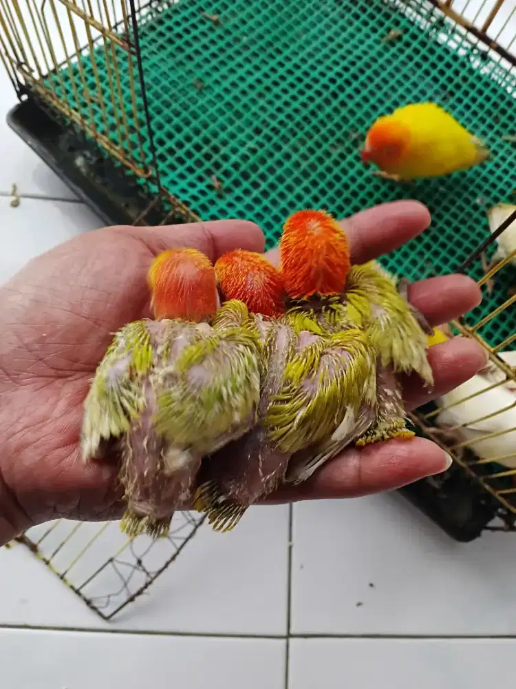 Lolohan lovebird biola pastelino