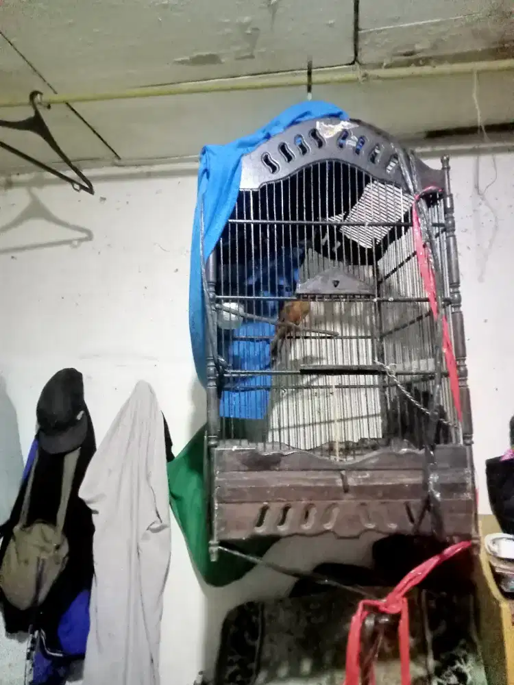 manuk Cica emas ( cokelat)