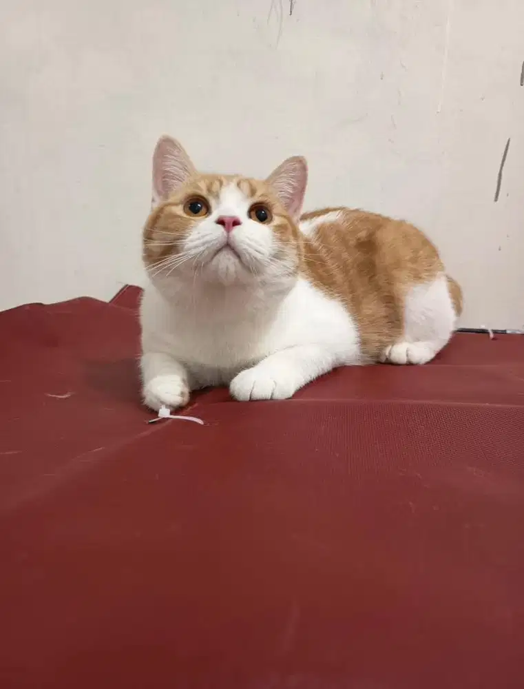 British shorthair bico red( orange) jantan 7 bulan kucing sudah vaksin