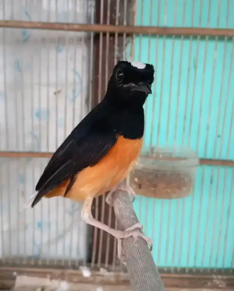 Murai batu avatar borneo MH purtotal