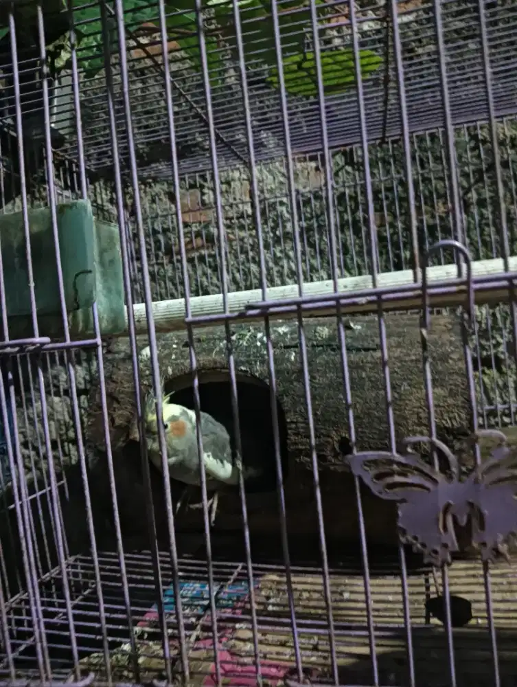 D jual burung parkit