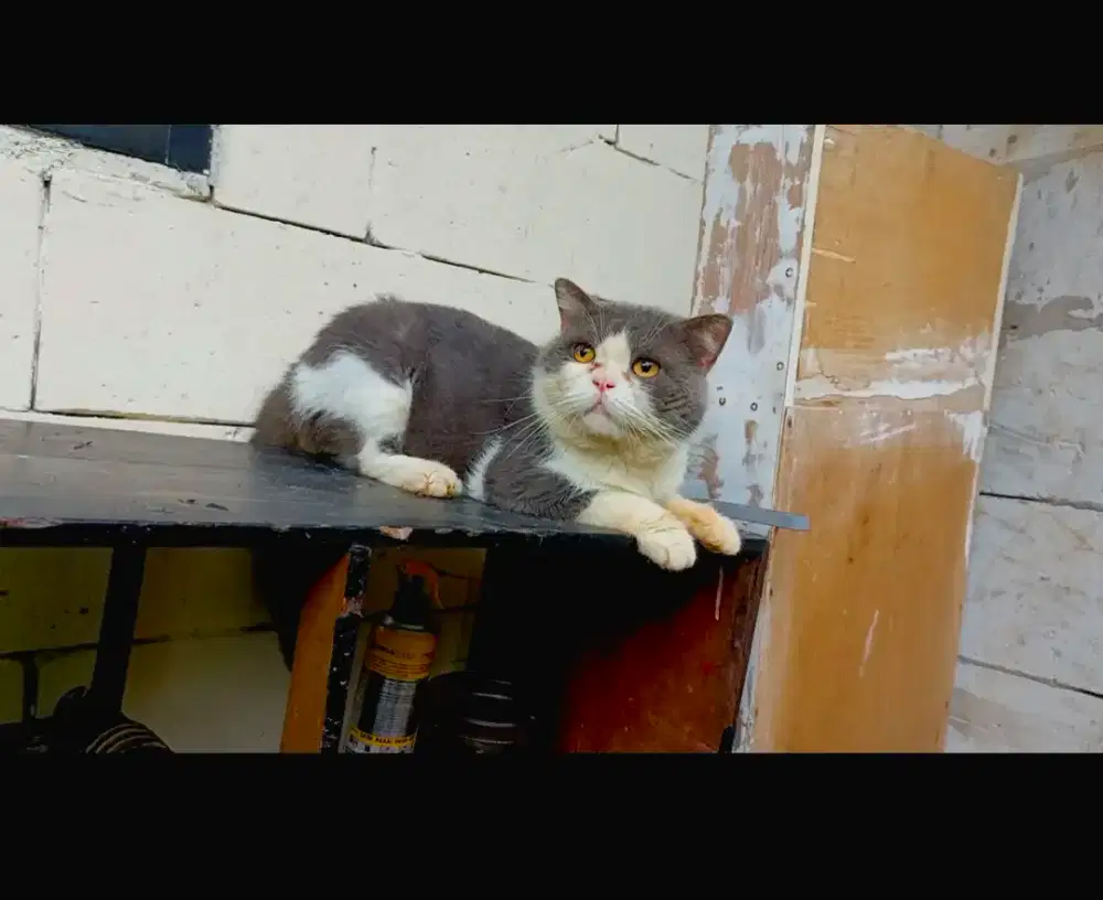 Bsh jantan birahi berat