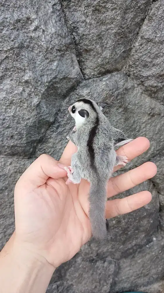 Sugar glider white face