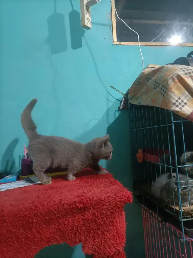 Kitten Munchkin 4 bulan