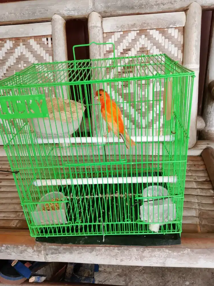 Kenari Merlok betina siap cus 8 bulan Sdh bersih perutnya