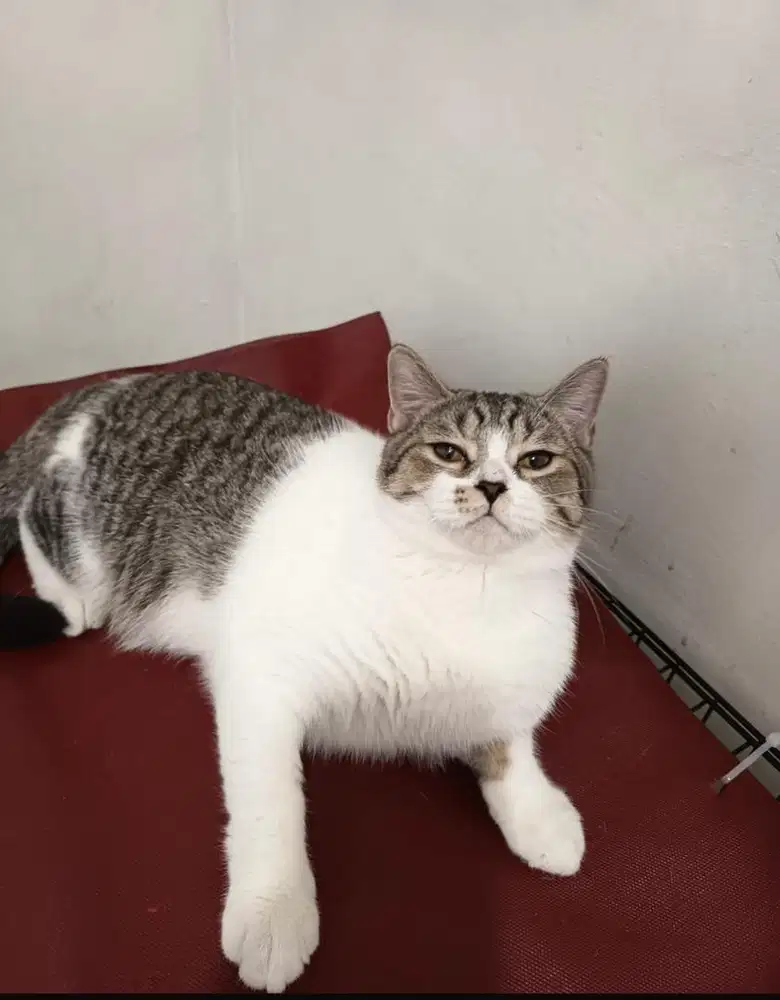 British shorthair warna mujaer jantan usia 7 bulan