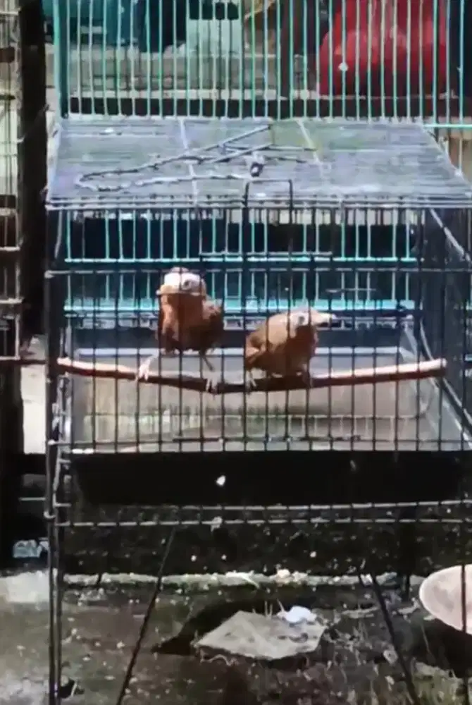 Burung Wambie Sepasang Siap Ternak