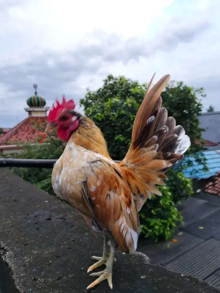 Ayam Serama jantan siap kawin