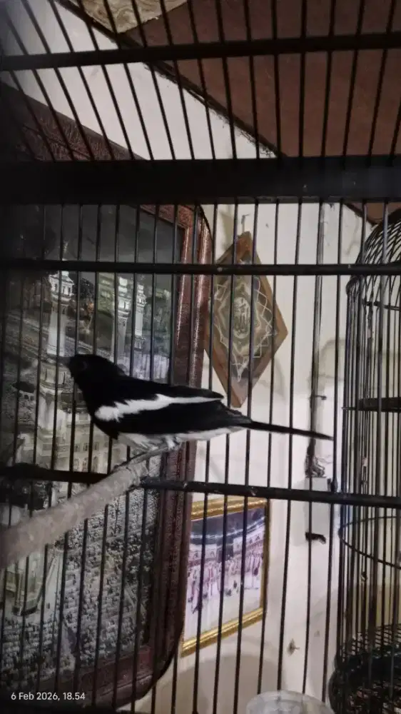 Burung Kacer Gacor fulset