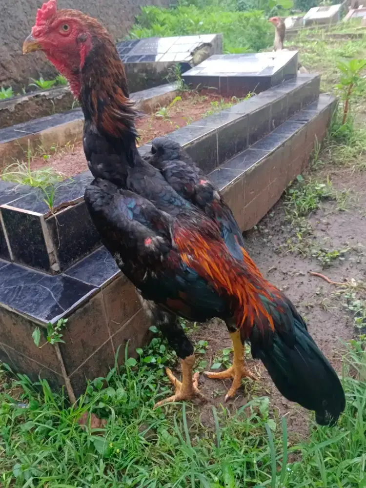 Shamo Jepang line tanaka