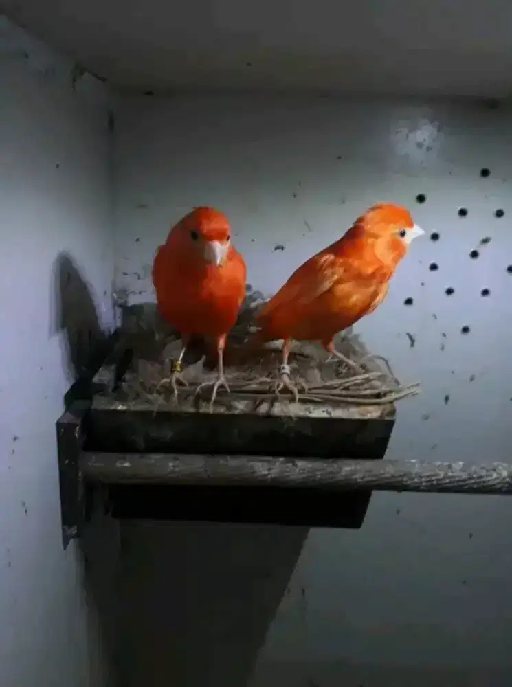 Sepasang kenari merlok produksian