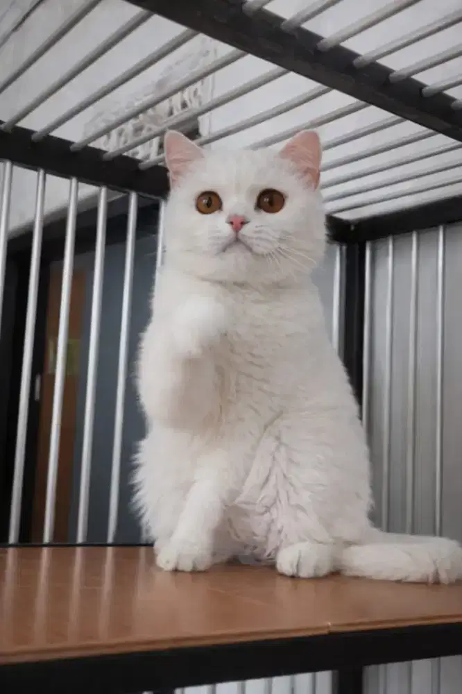 British shorthair betina birahi