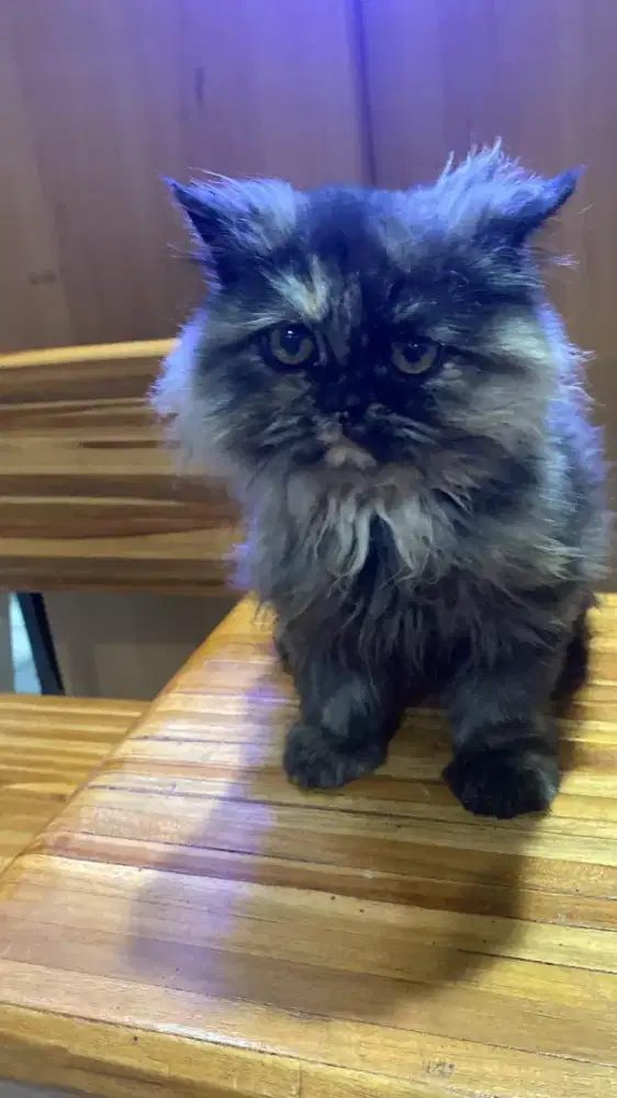 Open adopt persia betina 2,5 bulan