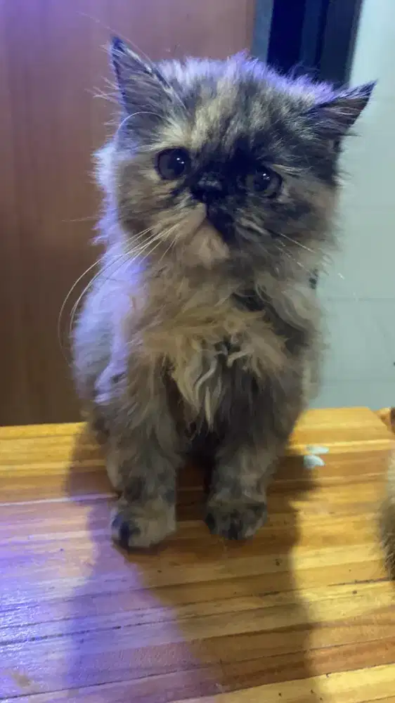 Open adopt persia betia 2,5 bulan