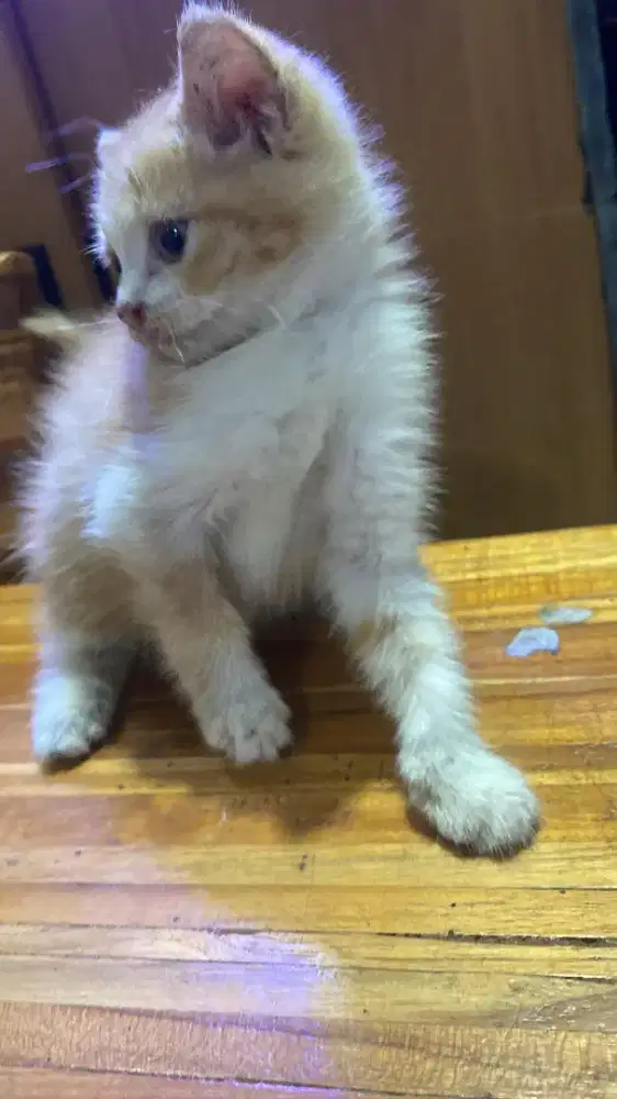 Open adopt persia mixdom