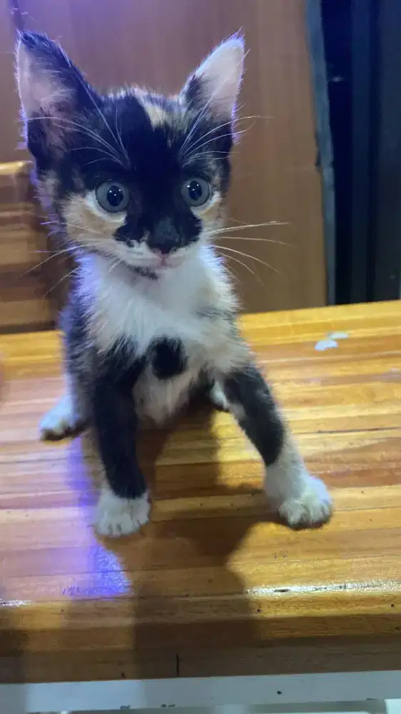 Open adopt mixdom kitten calico