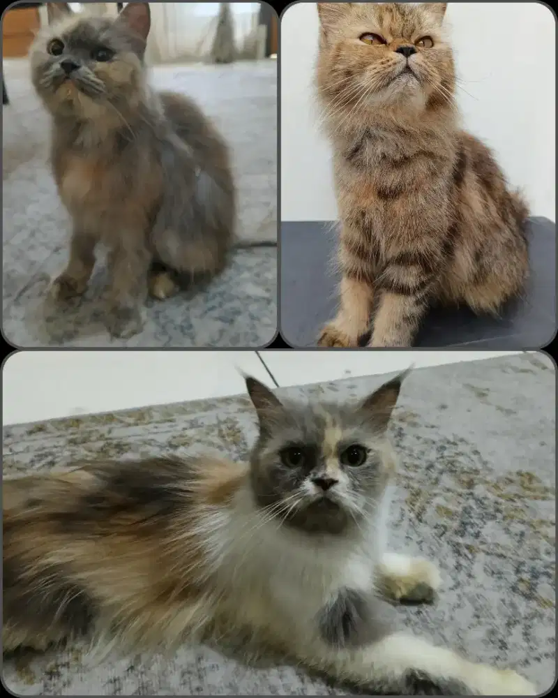 Kucing persia ras asli paketan