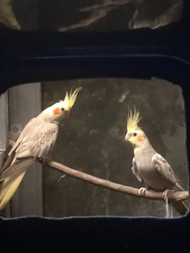 Burung falk parkit australia