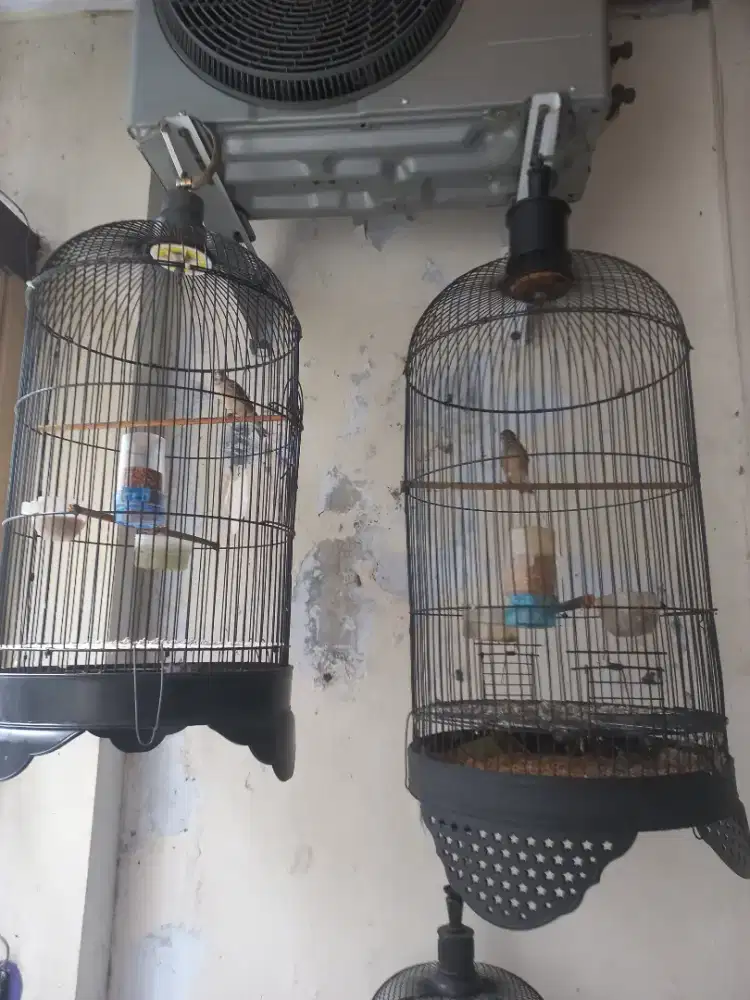 Blackthroat jantan gacor gacor