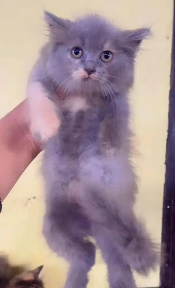 Kucing ras persia abu2 betina 3 bln