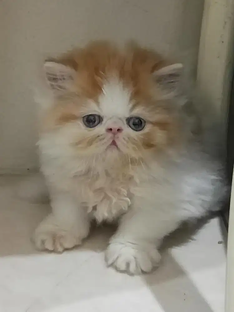 Kitten peaknose longhair jantan