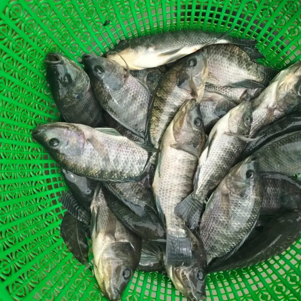 Dicari karyawan sebagai kurir ikan air tawar