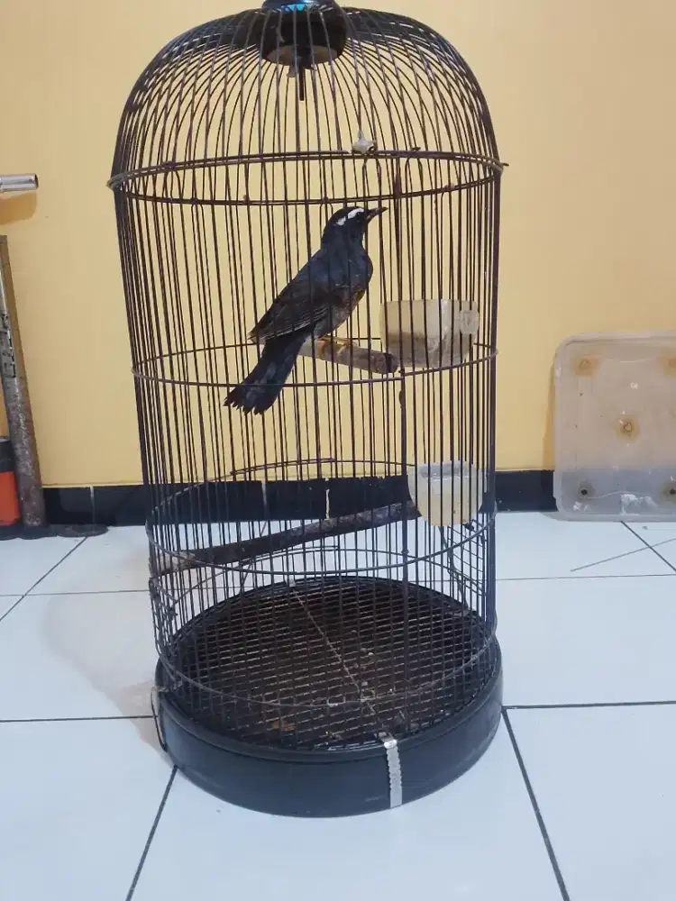 Anis Siberia Fullset