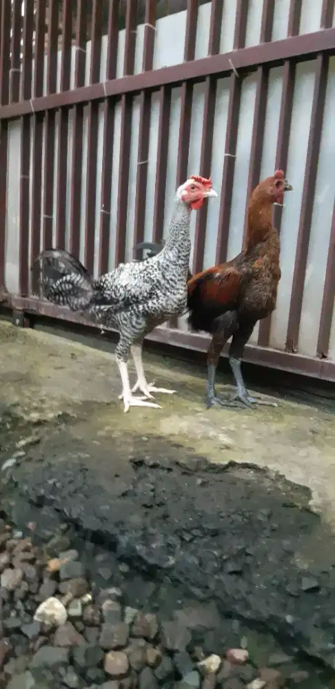 Ayam pelung remaja