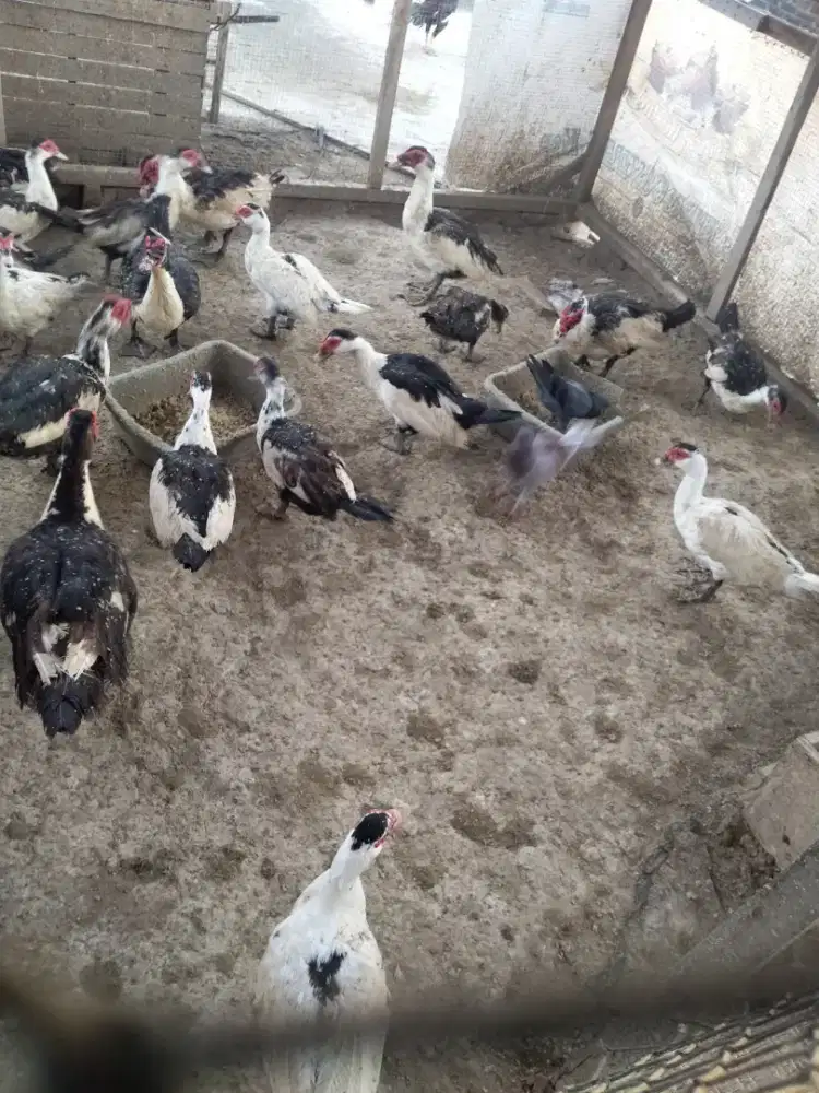 Jual bebek serati jumbo