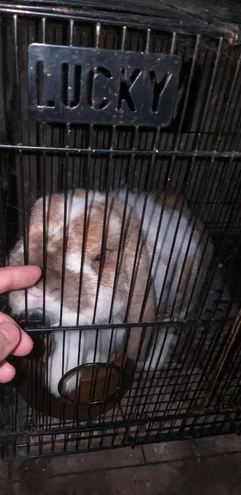 Kelinci Holland Lop lucu dan jinak
