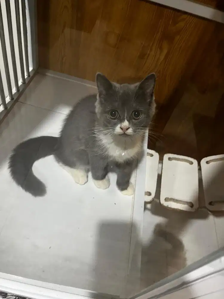 kitten bsh 3 bulan betina