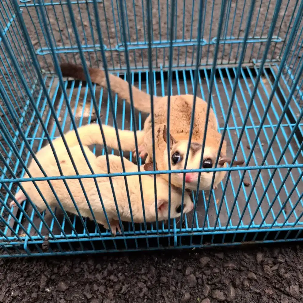Sugar Glider Sepasang