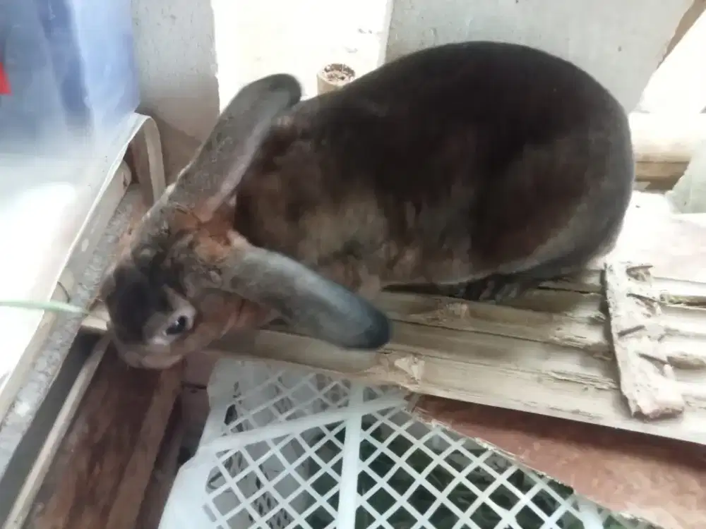 KELINCI REX JANTAN USIA 6 BULAN