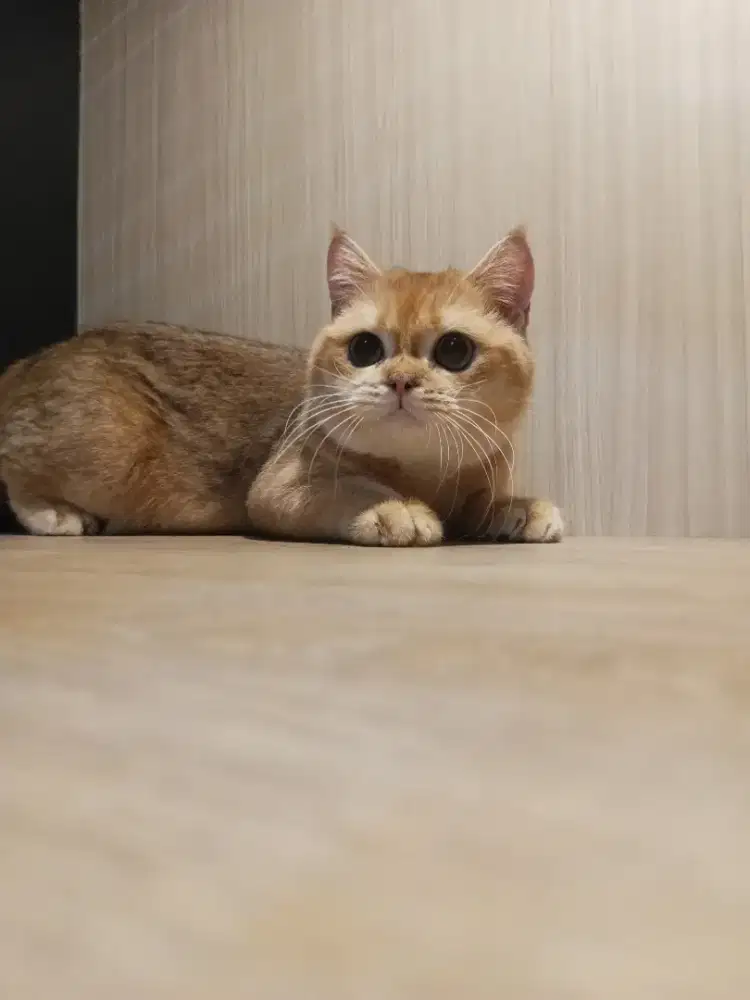 Bsh golden jantan 1 tahun