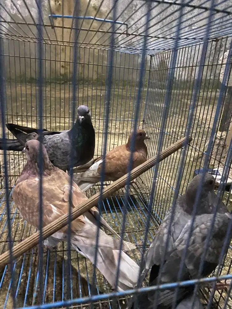Burung merpati 2 pasang