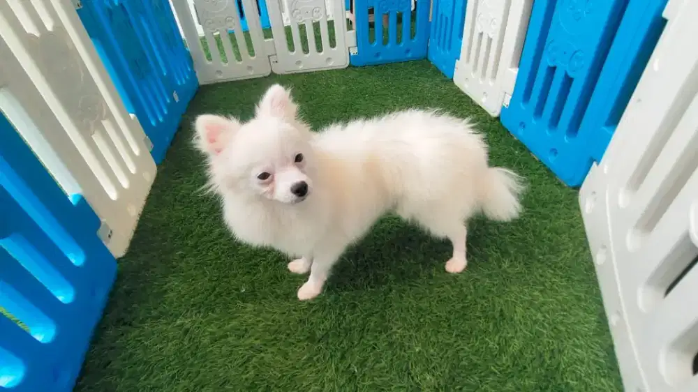 Pomeranian betina 9bln