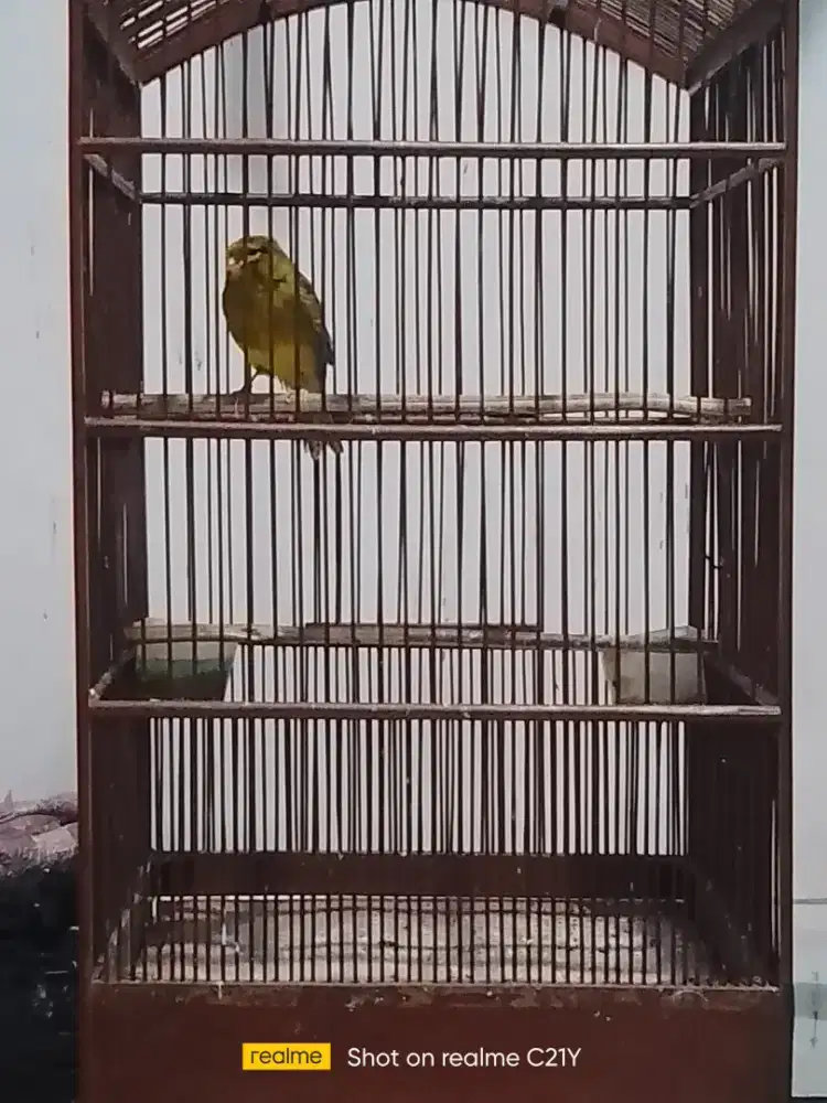 Kenari YSl gacor ngerek