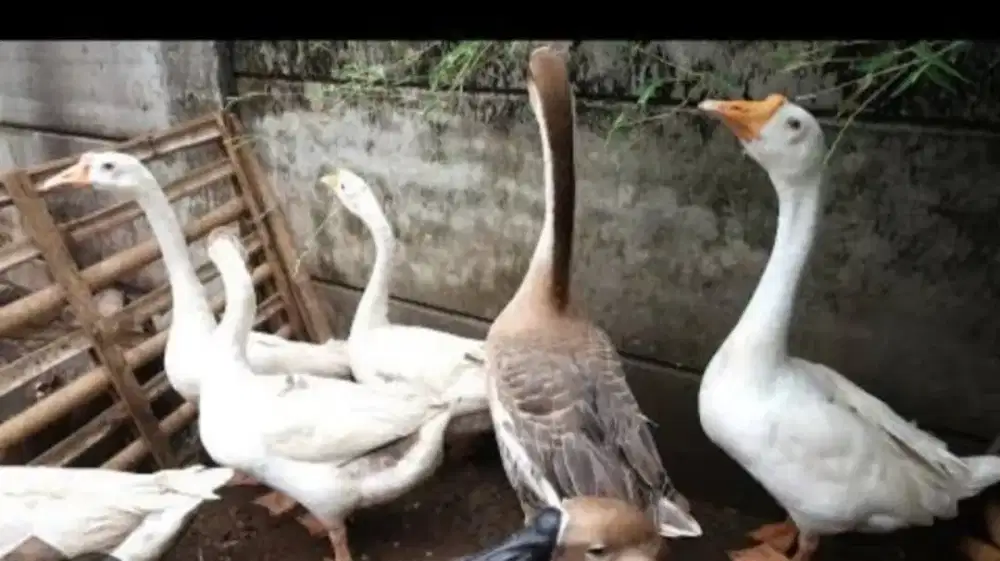 Jual angsa sudah dewasa