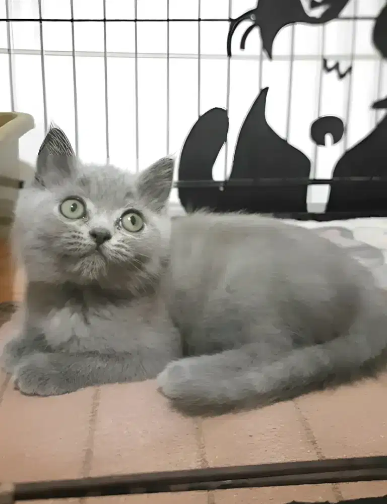 Kucing Bsh blue betina